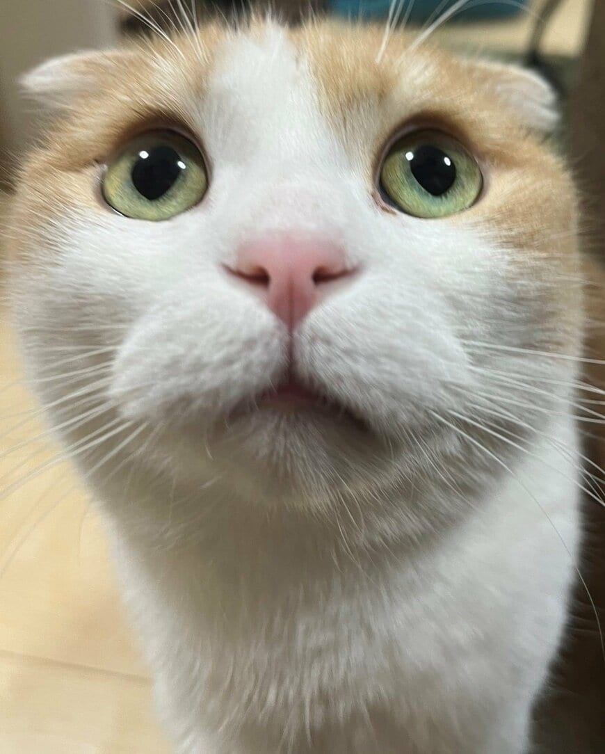 出所：@torotolo106106