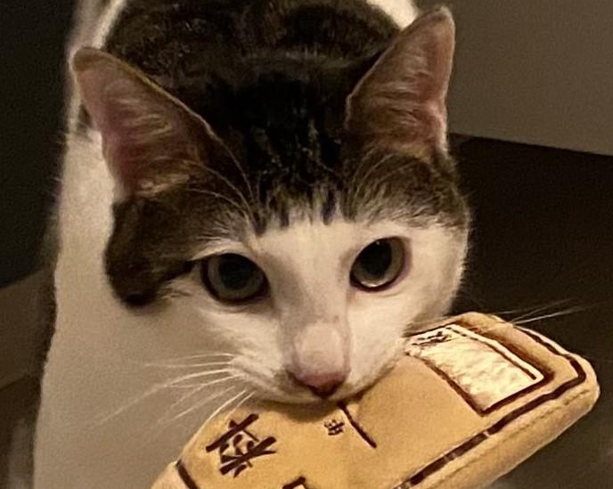 出所：@Saeroyi_cat