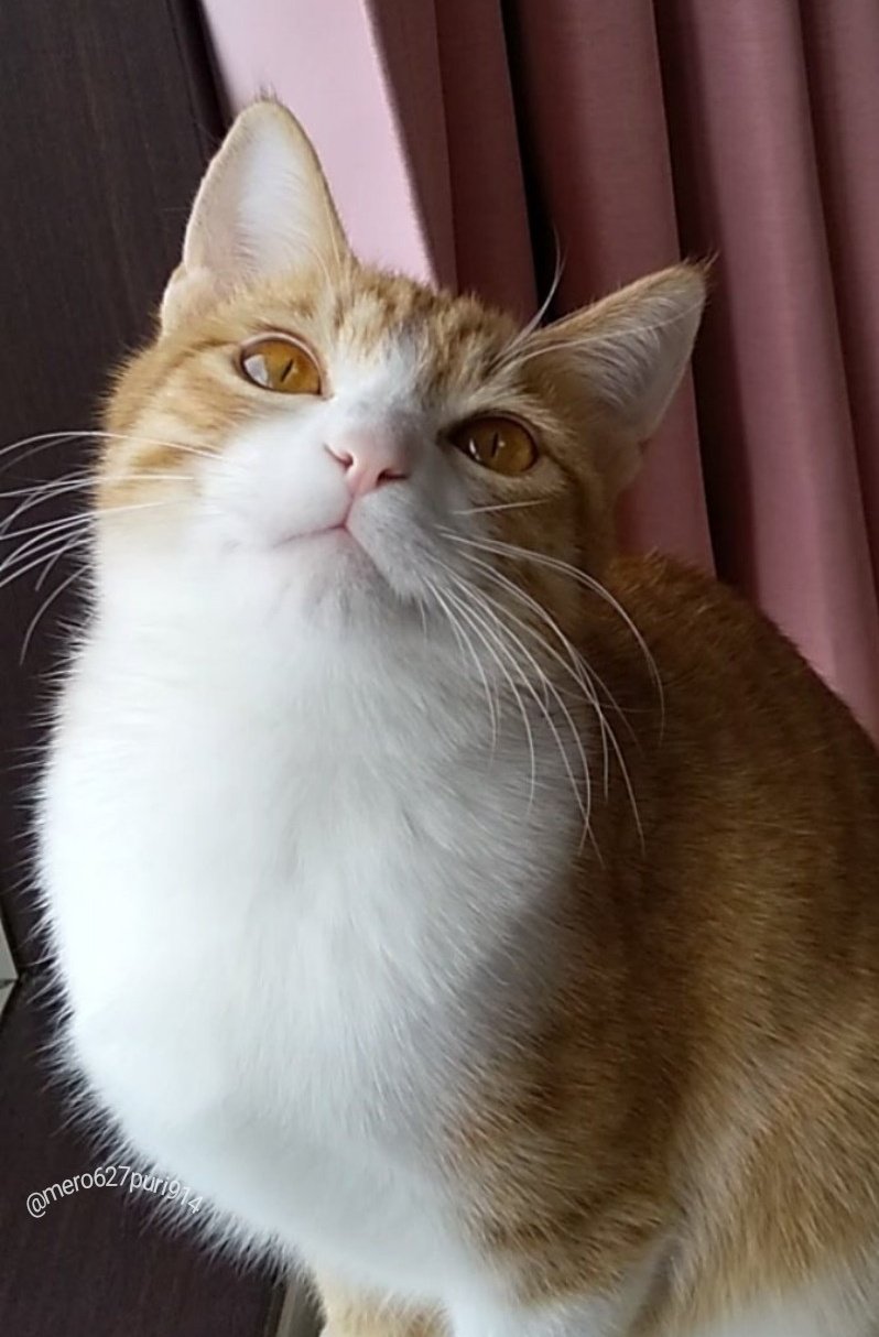 出所：@mero627puri914