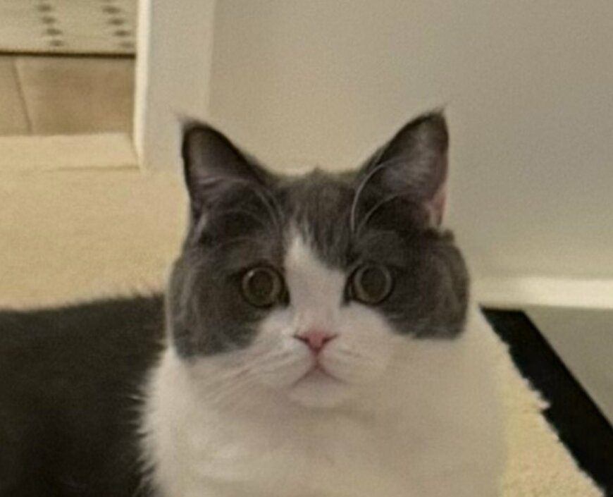 出所：@omochiomoching