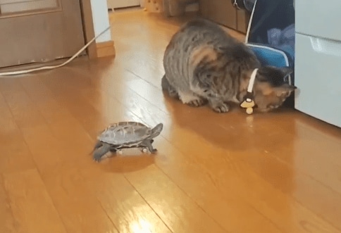 「手伝う気満々」おやつが獲れない猫を助けたい亀の健気な姿が可愛すぎて笑ってしまう