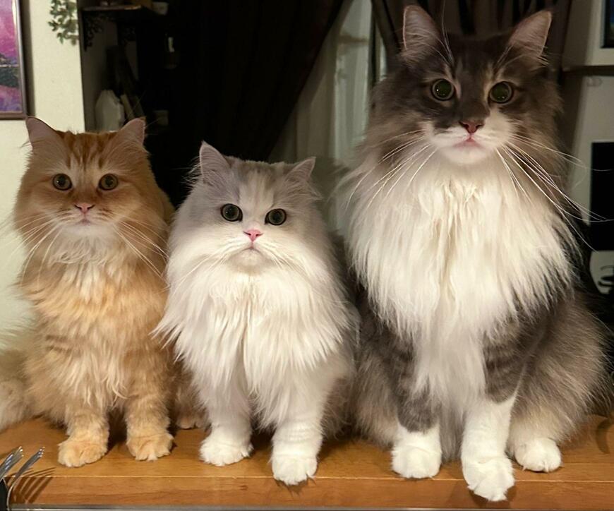 出所：@NEKOLAND13