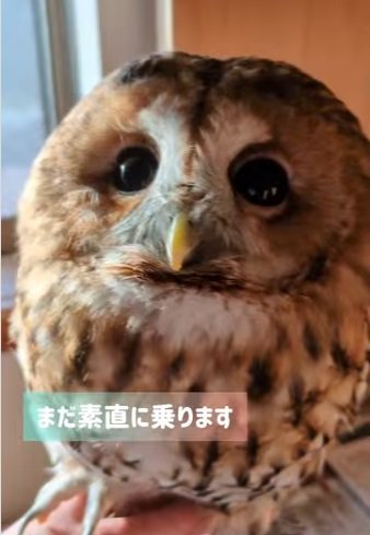 【フクロウさんのお留守番】ちょっと気が強いフクロウさんと、優しく面倒を見る息子さんの様子に癒される