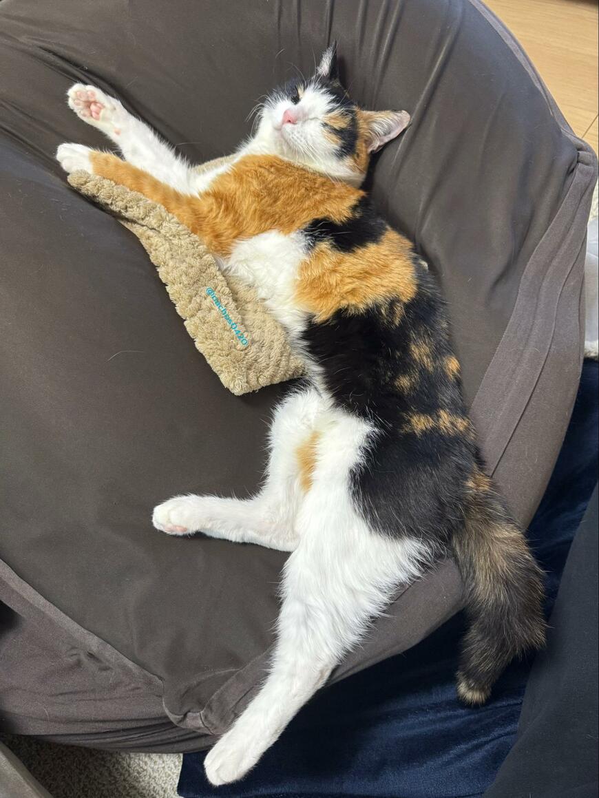 出所：@nachos0420