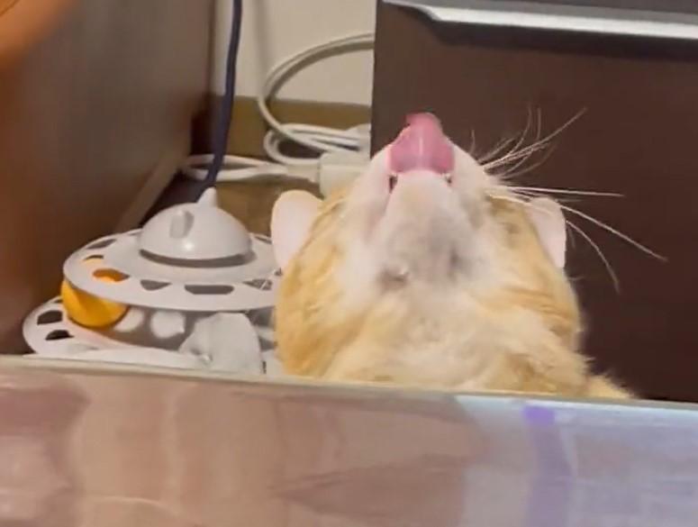 出所：@Beercat_Ana_Dar