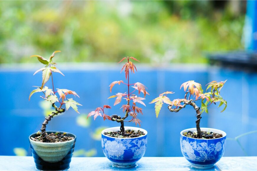 JIMKOJI/shutterstock.com