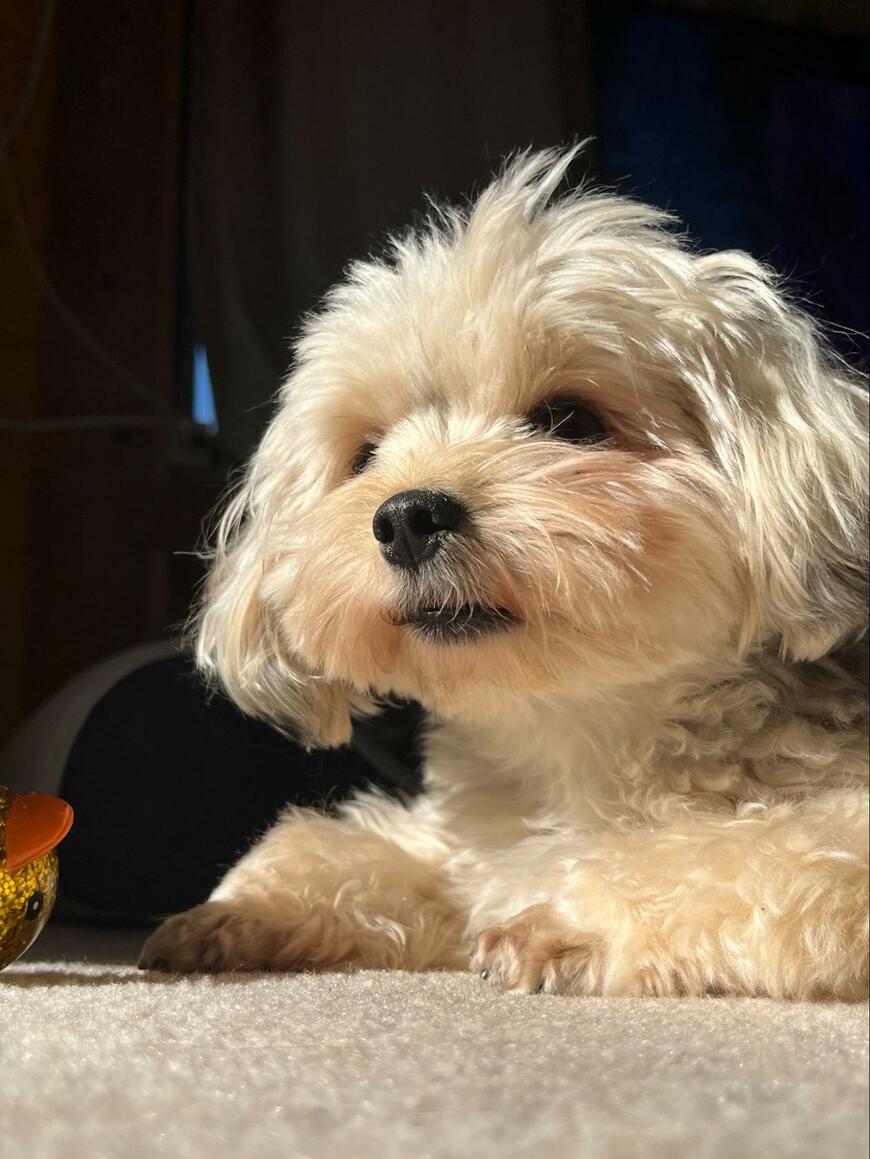 気を抜きすぎた犬さんが「しまい忘れたもの」に悶絶「一生そのままでいていいからね」