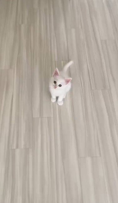 出所：@meltube_cat