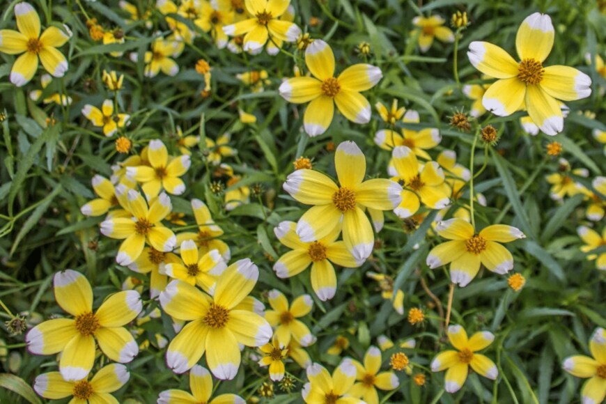 Penny Hicks/shutterstock.com