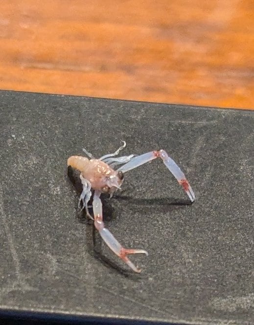 出所：@Tsukumo_aqua