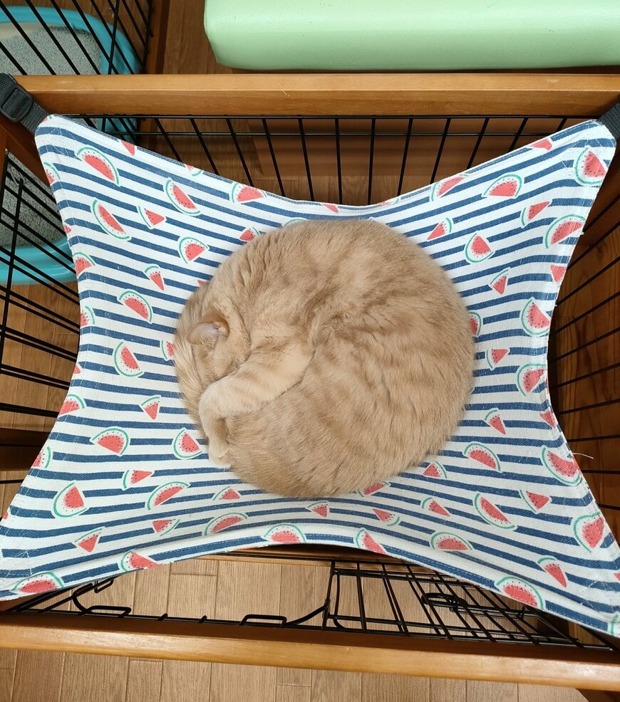 出所：@catcafe_chigura