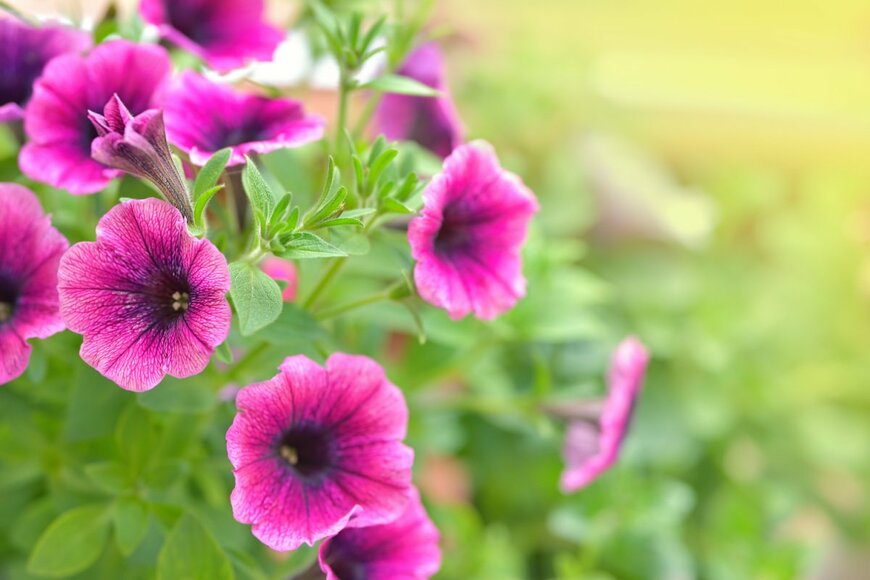 Sebastian Janicki/shutterstock.com