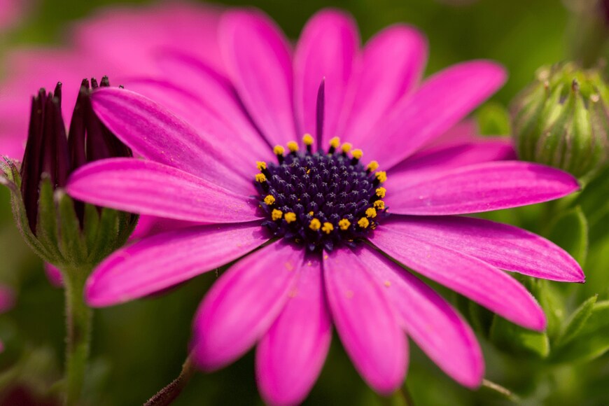 FLORESPHOTOGRAPHIC/shutterstock.com