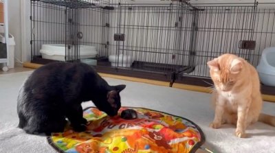 【ニャンとも賢い！】動くおもちゃで遊びたい猫のために電源を入れてあげる天才猫が話題に