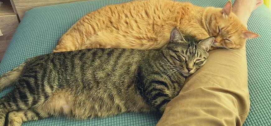 出所：@kagisuzu0531