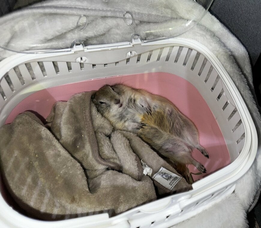 出所：@pttptt0321