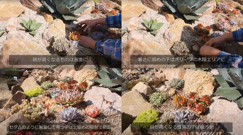 出所：@oliveandsucculentgarden