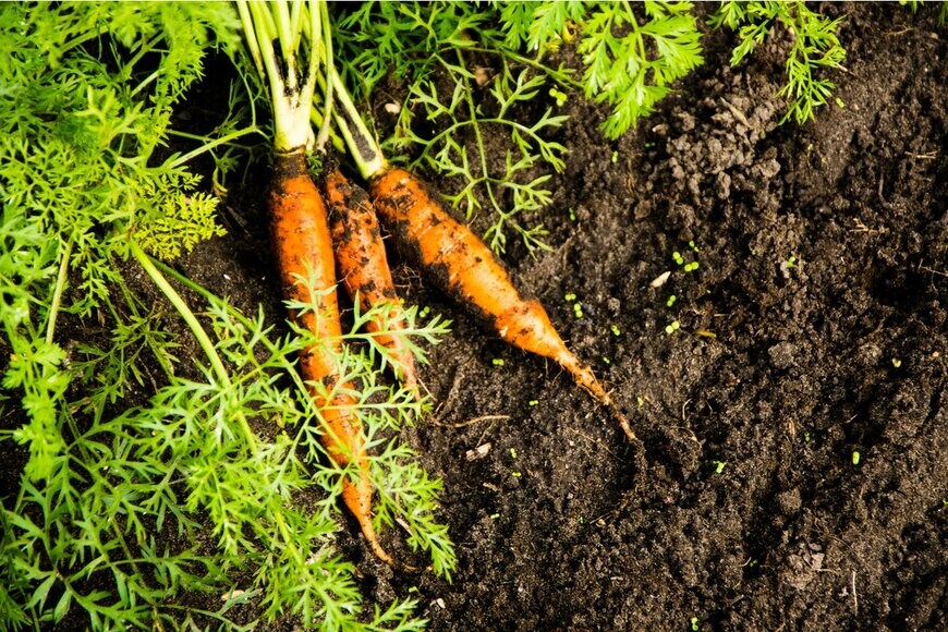 Pavel Nesterets/Shutterstock.com