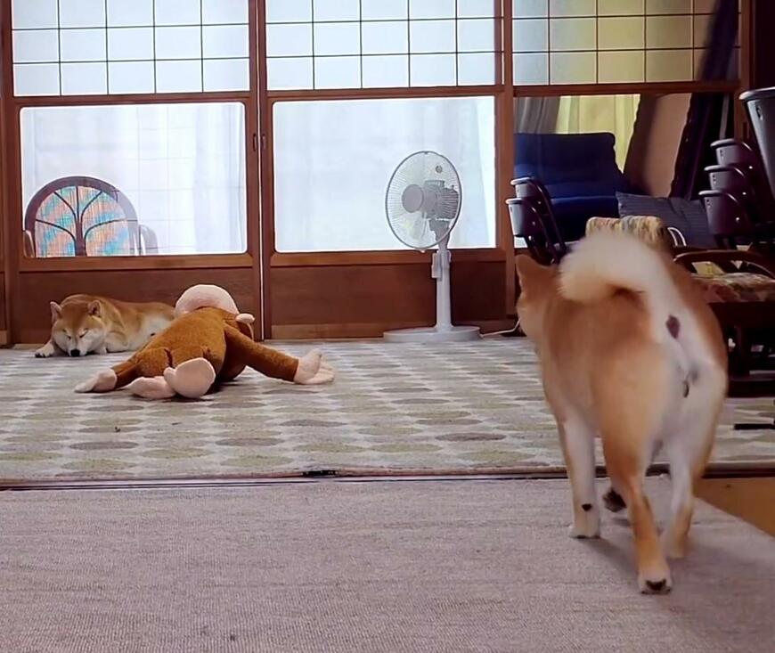 サルのぬいぐるみに忍び寄る柴犬… これぞ「犬猿の仲」な行動が話題