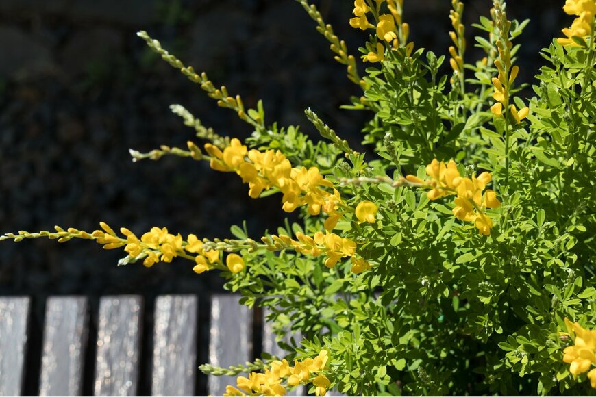 aronia/Shutterstock.com