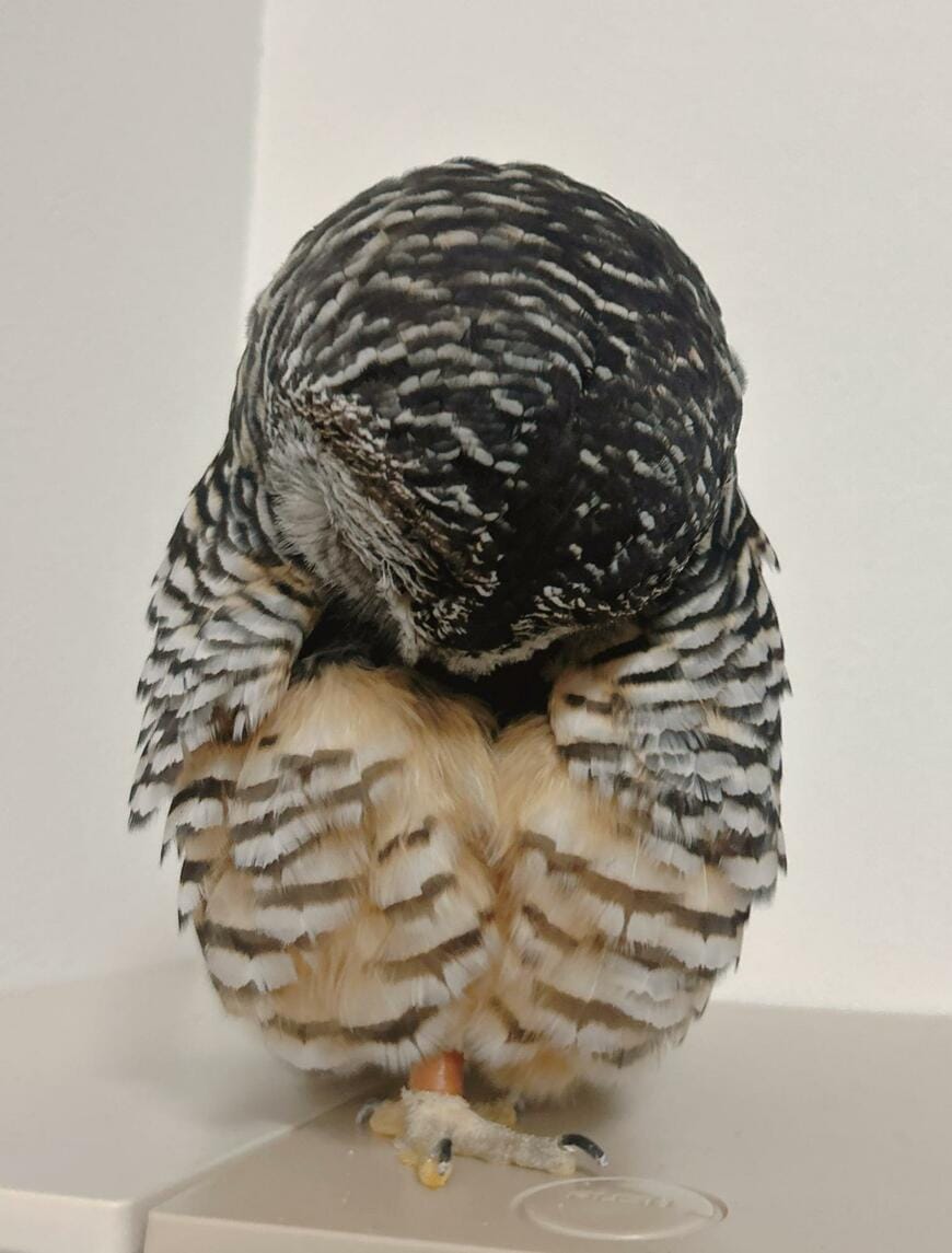 【ナデナデしたい】おなかがふわふわのフクロウさん　ぬいぐるみのような愛らしい姿にニッコリ