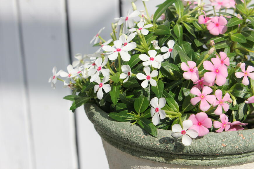 たった1ポットで素敵な「寄せ植え」の1鉢が完成！夏から秋まで小さな可愛い花がずっと咲く〈すぐ楽フェアリースター〉が素敵