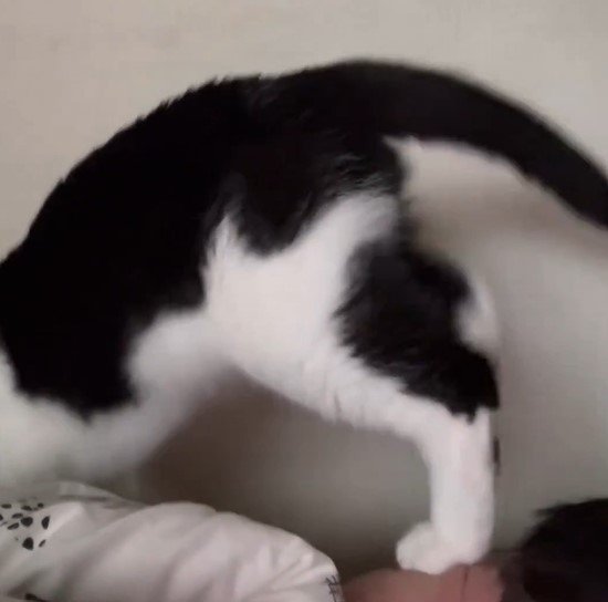 出所：@00shitemita