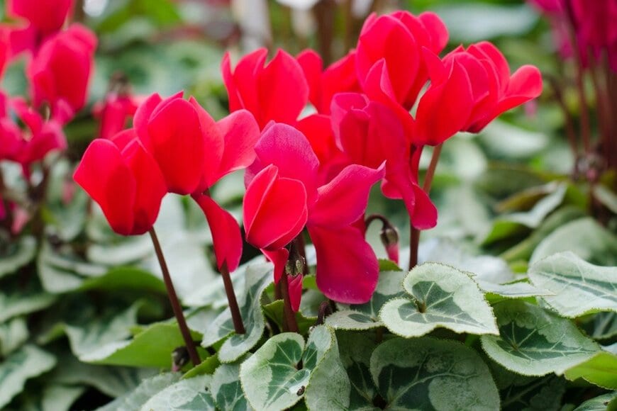 joloei/istockphoto.com