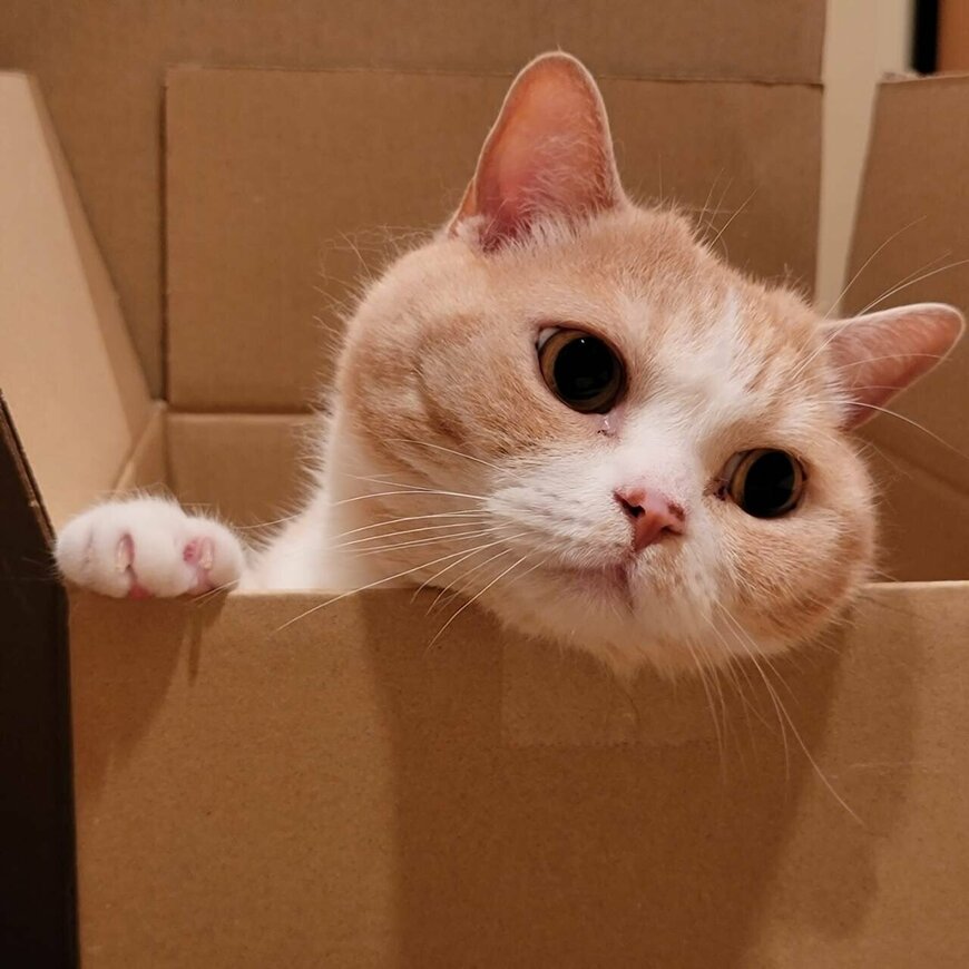 出所：@nekotansoku