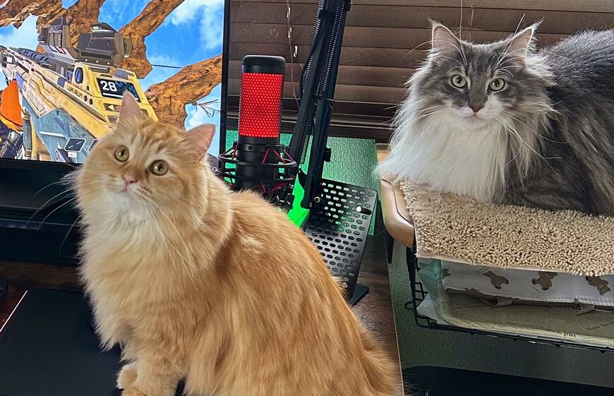 出所：@NEKOLAND13