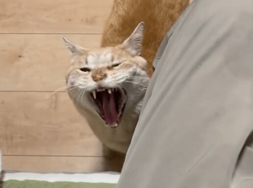 出所：@cybele_nakano