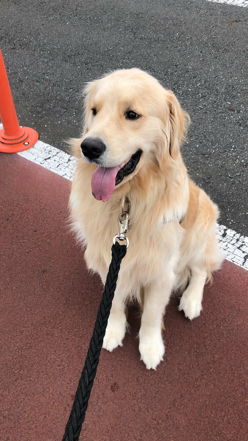 出所：@elmo_golret