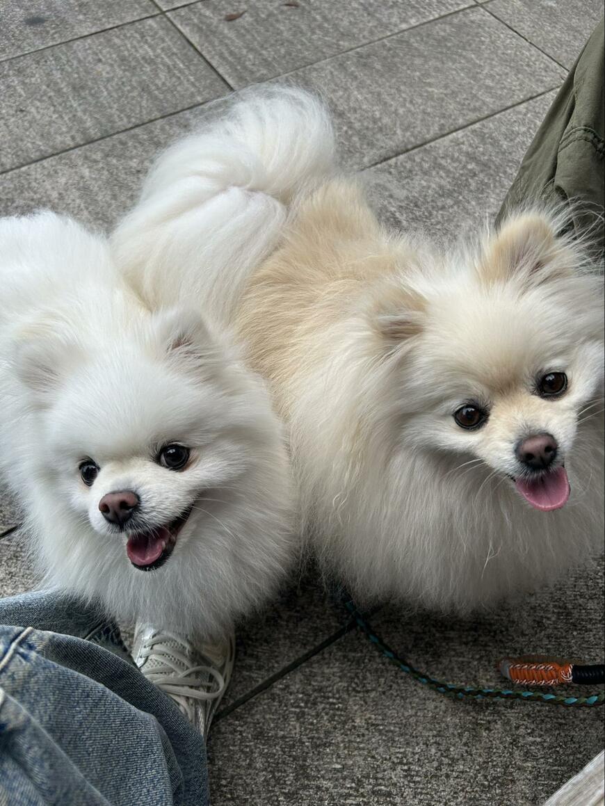 犬2匹を連れて飲食店へ…　置かれた伝票を見ると「店員が書いたメモ」にホッコリ