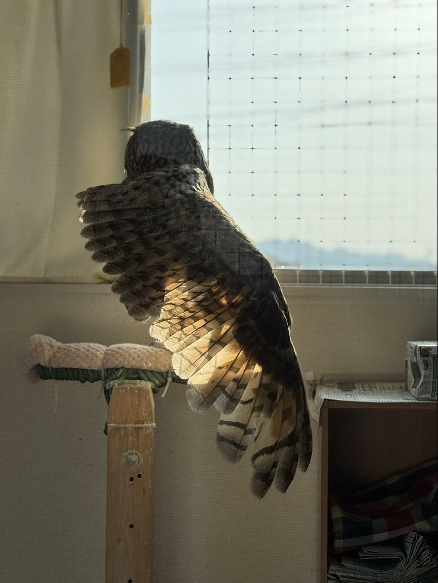 出所：@sibiricuslemon