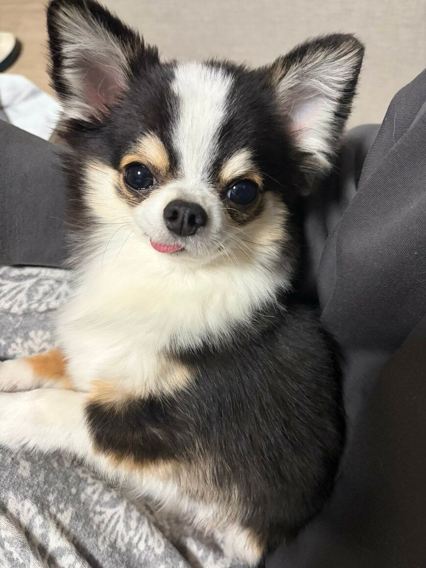 微笑むワンちゃん