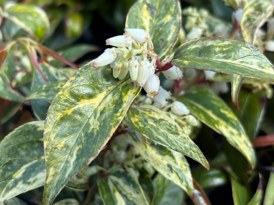 白い花を咲かせている、セイヨウイワナンテン。緑の葉にクリーム色の斑入り