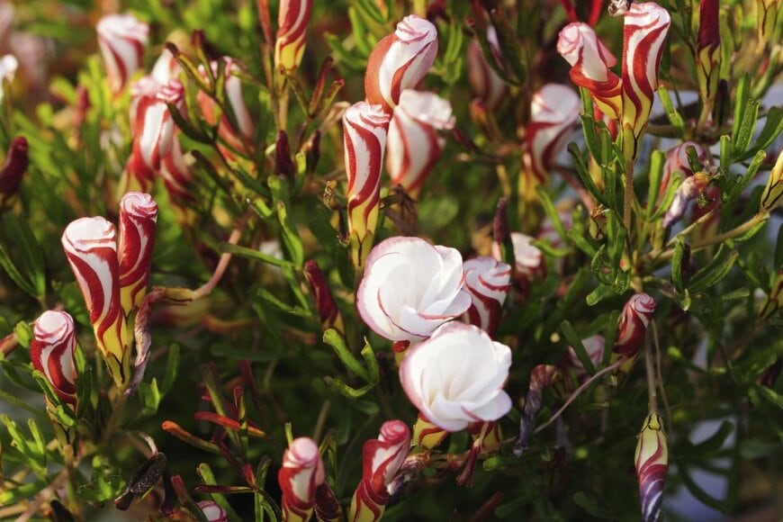 紅白のらせん状のつぼみと、白い花が特徴の、オキザリス・バーシカラー