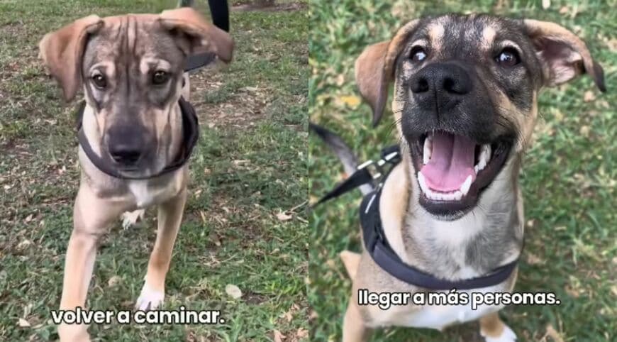 出所：<u><a href="https://www.instagram.com/p/Dc2HYBjtm4B/" target="_blank">@vozanimalperu</a></u>
