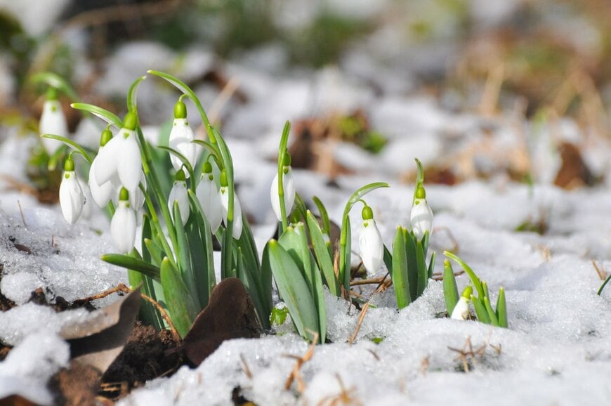 雪の中で白い花を咲かせている、スノードロップ