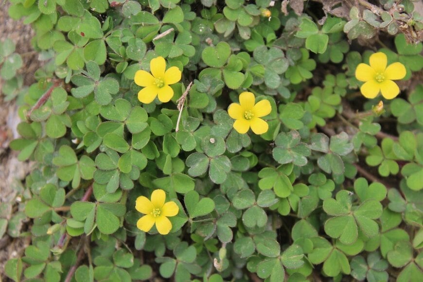 黄色い小花を4つ咲かせているオキザリス