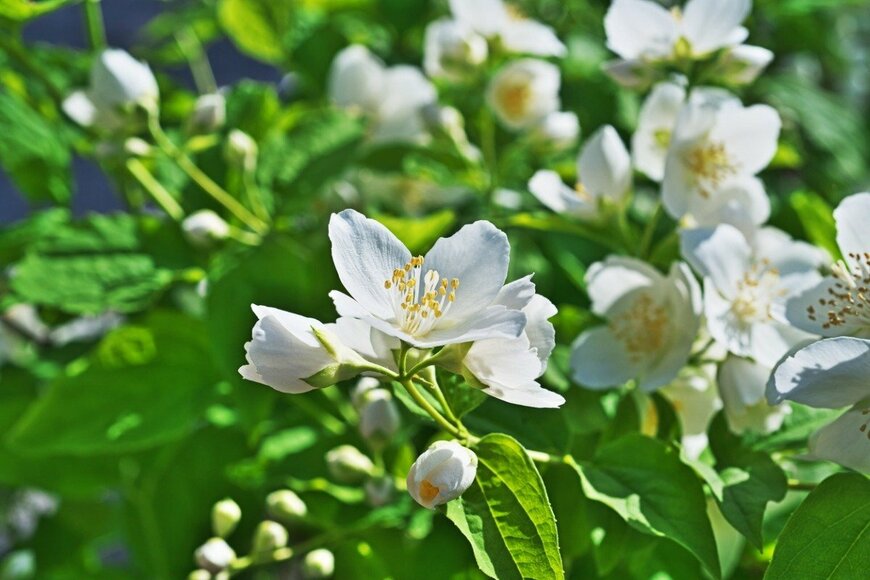 白いバイカウツギの花が咲いている。
