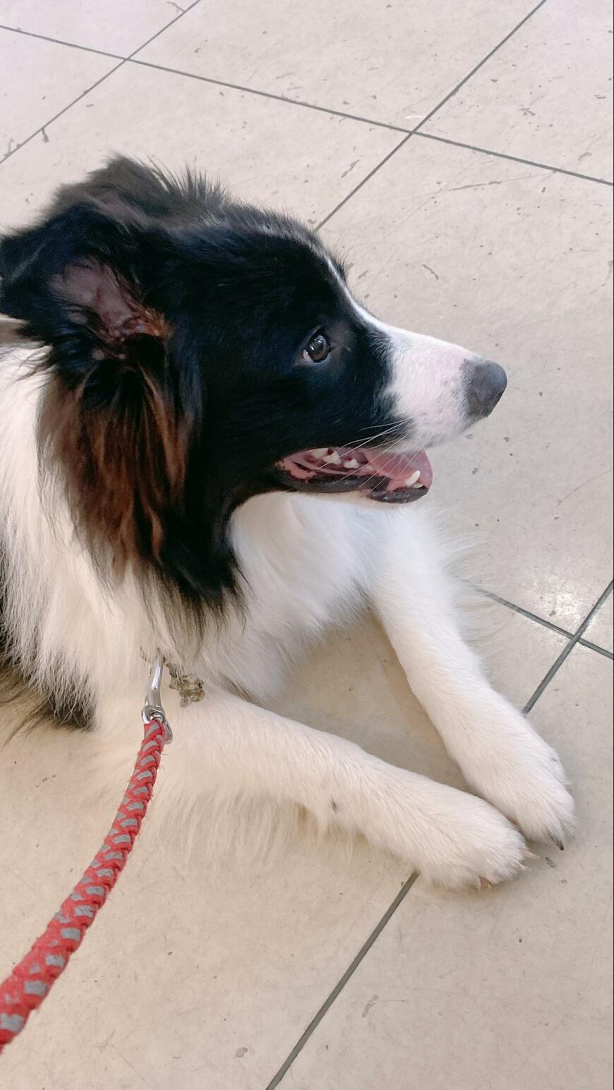 かわいらしいカシスくん