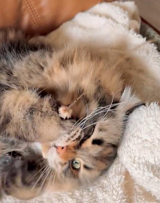 猫じゃらしと猫