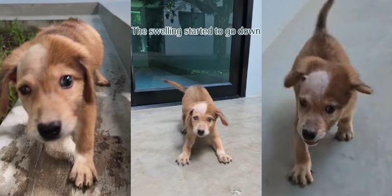 出所：<u><a href="https://www.instagram.com/jaidogrescue/reel/DZ9rLidjAJt/" target="_blank">@</a></u><u><a href="https://www.instagram.com/jaidogrescue/reel/DZ9rLidjAJt/" target="_blank">jaidogrescue</a></u>