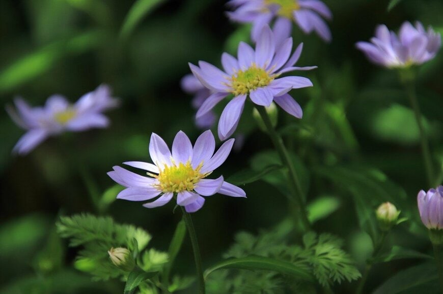 うす紫色の花を咲かせている、ミヤコワスレ