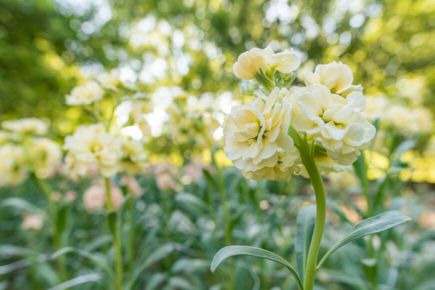 クリーム色のストックの花が咲いている。学名はMatthiola incana