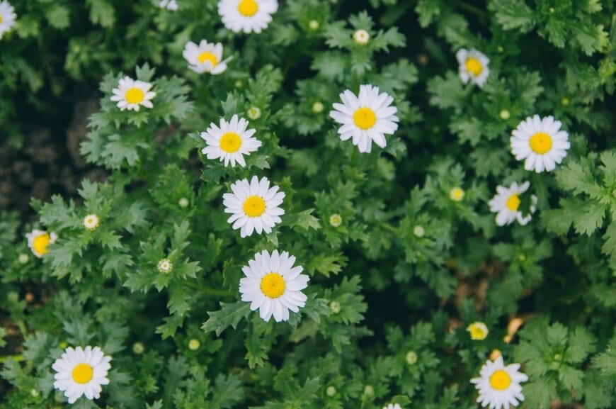 白い花を咲かせている、ノースポール。花の中央は黄色