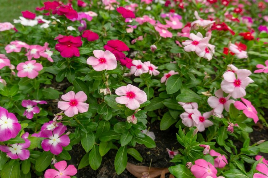 ニチニチソウの花が咲いている。色はピンク。