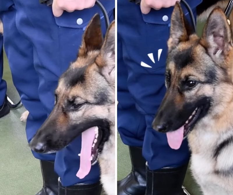 警察犬動画