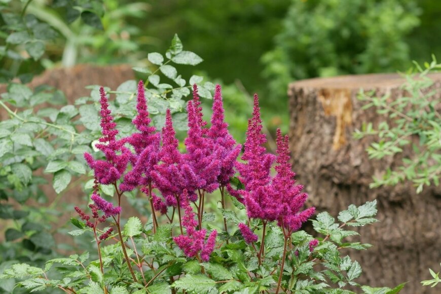 アスチルベの花。色は濃いピンク。